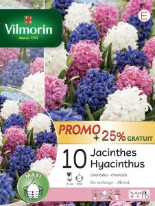 Jacinthe Orientale en Mélange (x10) + 25% Offert